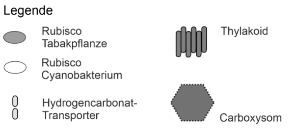 Legende: Symbole für Rubisco (Tabakpflanze, Cyanobakterium), Hydrogencarbonat-Transporter, Thylakoid und Carboxysom.